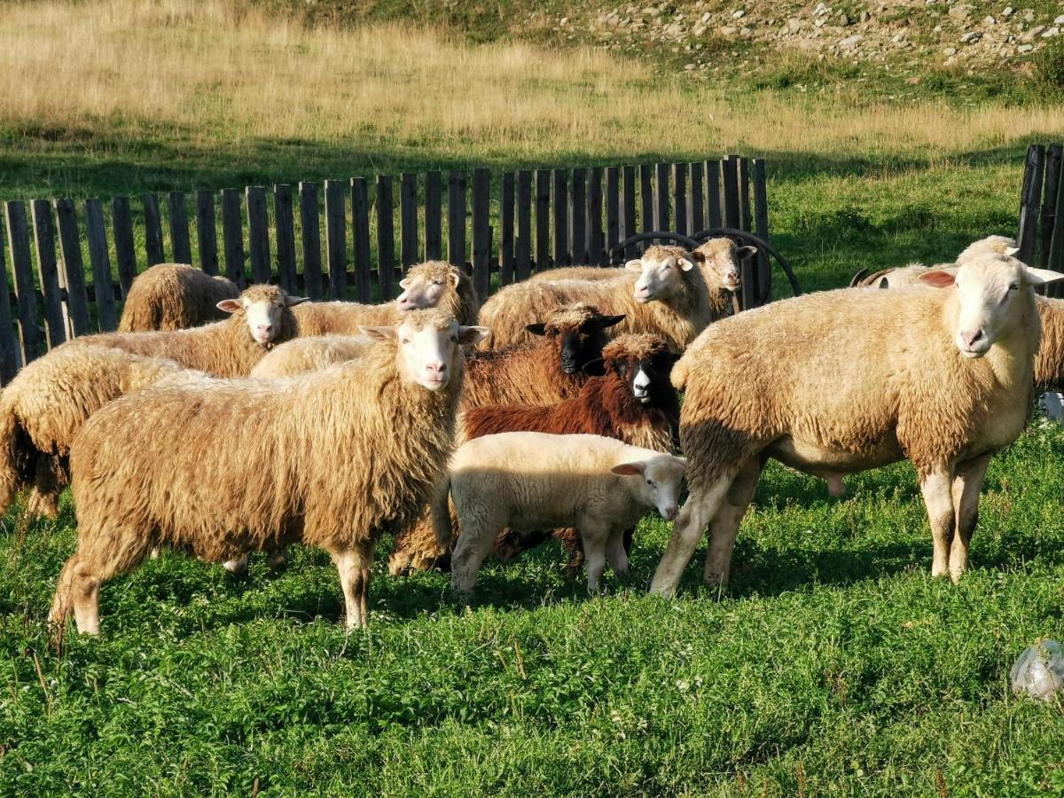 Domek W Gorach Na Wylacznosc Zlatna エクステリア 写真